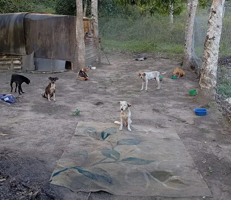 Animal resgatado 8